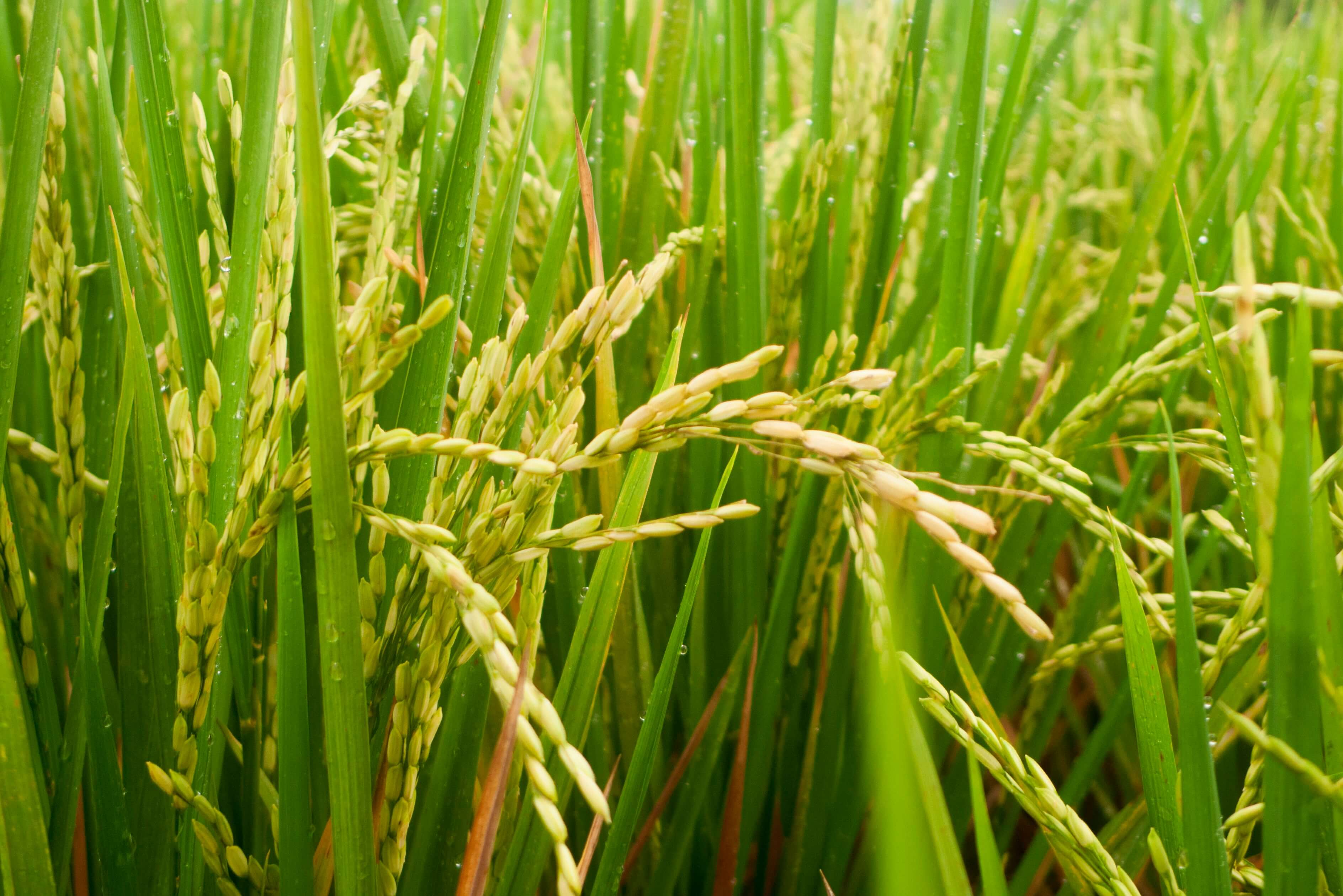 Paddy and field crops