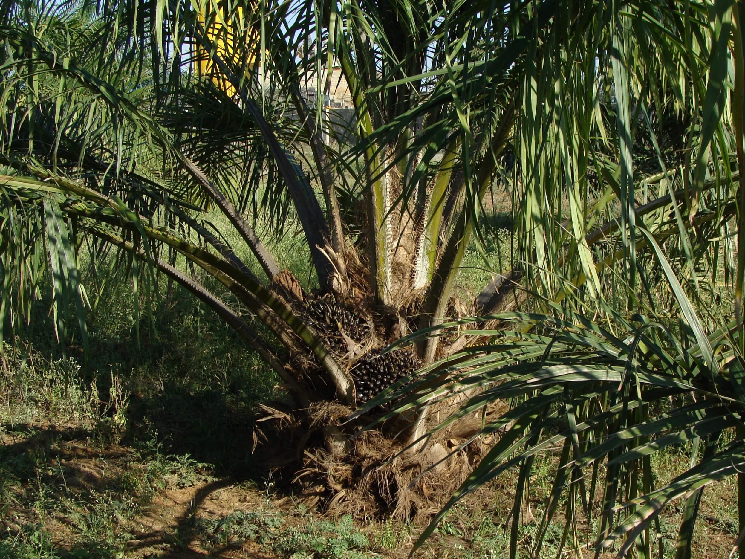 Plantations